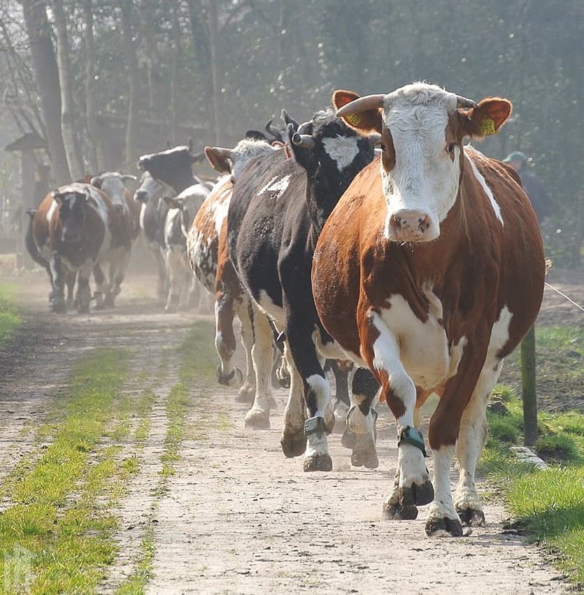 Sfeerbeeld van Het Derde Erf
